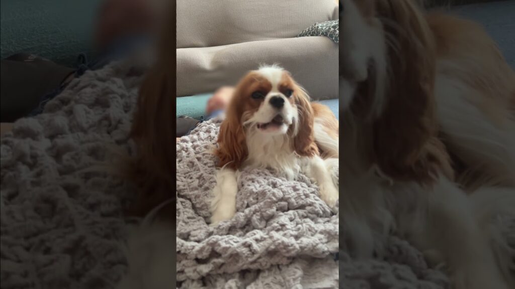 仲良しだね  #キャバリア #犬のいる暮らし#犬と赤ちゃん  #癒し