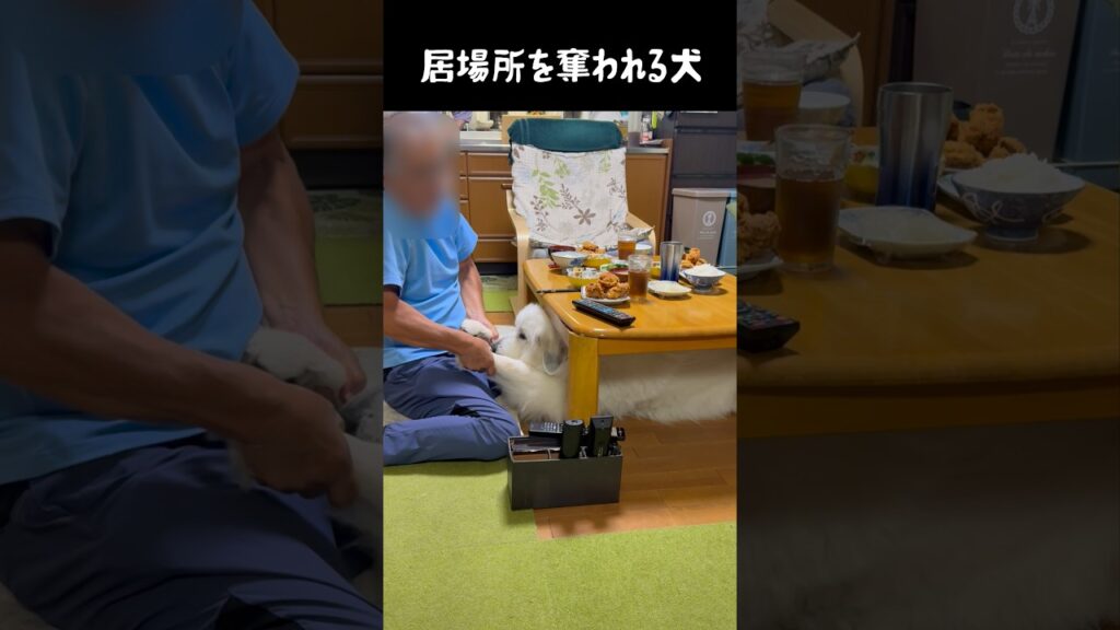 居場所を奪われてムスッとなる愛犬　#greatpyrenees #愛犬 #大型犬のいる生活 #大型犬 #大型犬と暮らす #グレートピレニーズ #犬のいる生活 #癒し #ペット
