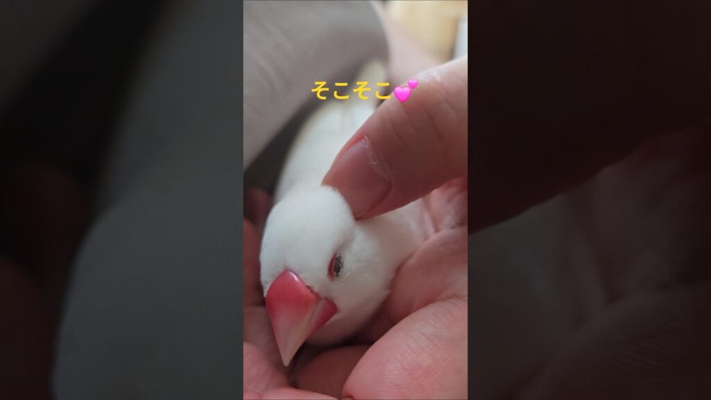 【文鳥】マッサージ20　　#javasparrow #可愛い #癒し