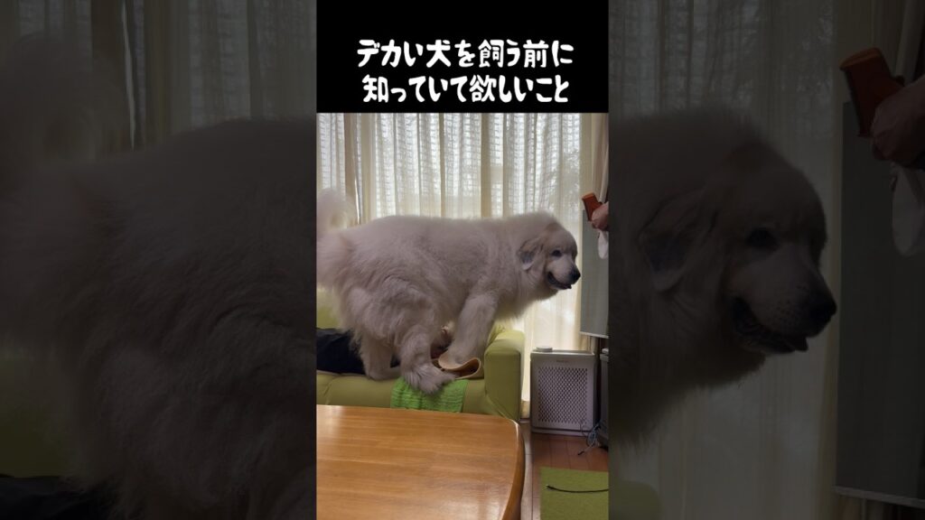 大型犬を飼う前に知っていて欲しいこと　#greatpyrenees #癒し #大型犬のいる生活 #大型犬と暮らす #大型犬 #グレートピレニーズ #愛犬 #犬のいる生活 #いぬすたぐらむ