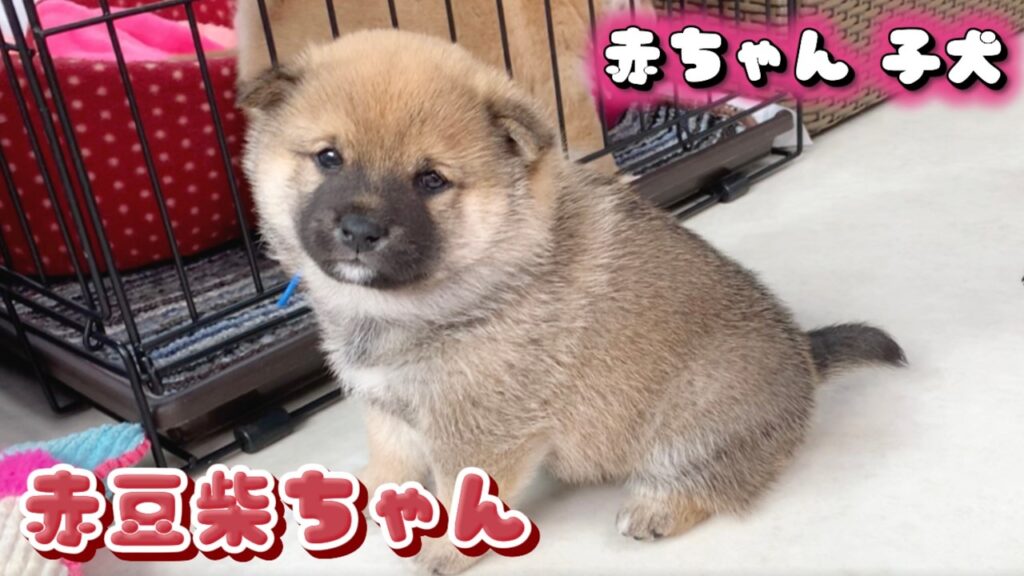 【豆柴犬】#2 赤毛の赤ちゃん期〜子犬期の癒しの瞬間をどうぞ…“赤ちゃんと癒し”まめしば亭ブログvlog