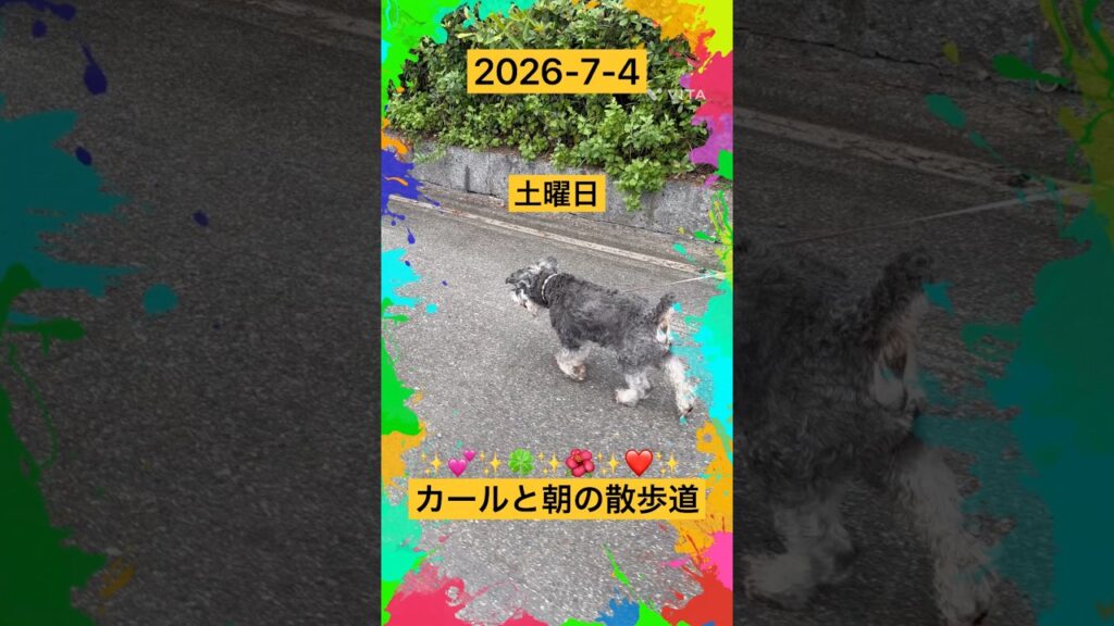 カールと朝の散歩道を#dog #散歩 #ミニチュワシュナイザー#花 #犬のいる生活 #癒し