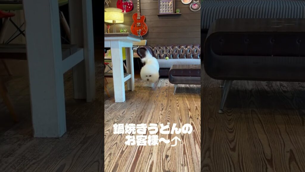 番号札2万飛んで36番でお待ちの鍋焼きうどんのお客様〜⤴︎#shorts #ビションフリーゼ #癒し #bichonfrise