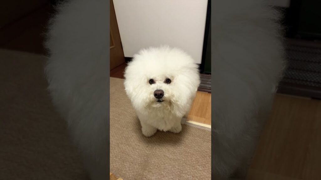 犬が反応する音聞かせてみた！#shorts #ビションフリーゼ #癒し