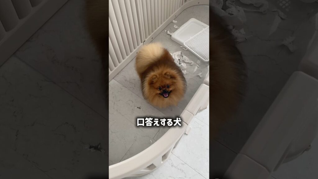 口答えするんだ、うちの犬　#dog #癒し #犬 #ポメラニアン #fyp