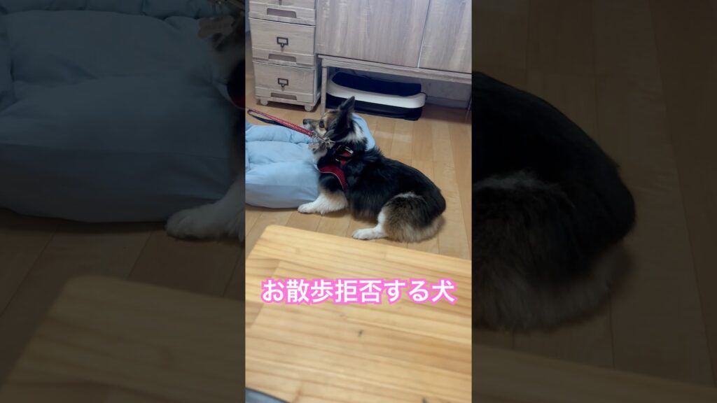 お散歩拒否する犬（パピヨンとコーギーのミックス犬） #癒し #犬 #かわいい #shorts