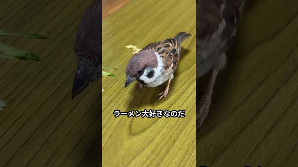冷やし中華だと表情はこうなる　 #スズメ #癒し #かわいい