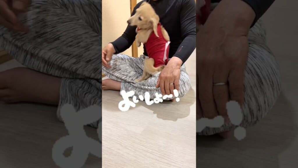 #可愛い #元気になる動画 #癒し #元気お届け #カニンヘンダックス #愛犬 #犬のいる生活 #甘えん坊 #ほんわか姉妹