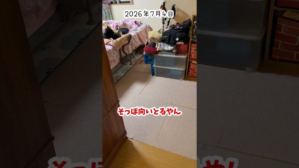 くぅちゃん回収20 #cute #kawaii #癒し #かわいい #ねこ
