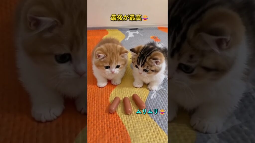 子猫、本気で怒る。😂#子猫, #猫, #癒し