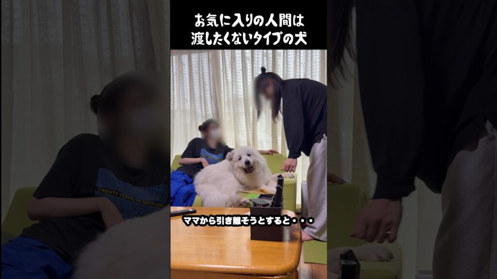 独占欲がなんか強めの愛犬　#greatpyrenees #犬のいる生活 #大型犬のいる生活 #大型犬 #大型犬と暮らす #グレートピレニーズ #愛犬 #ゴールデンレトリバー #ペット #癒し
