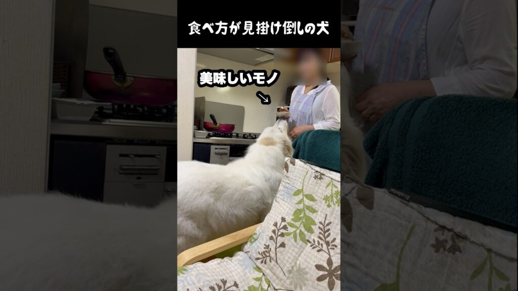 食事の介護が必須の大型犬　#greatpyrenees #癒し #大型犬のいる生活 #大型犬と暮らす #大型犬 #グレートピレニーズ #愛犬 #犬のいる生活 #いぬすたぐらむ