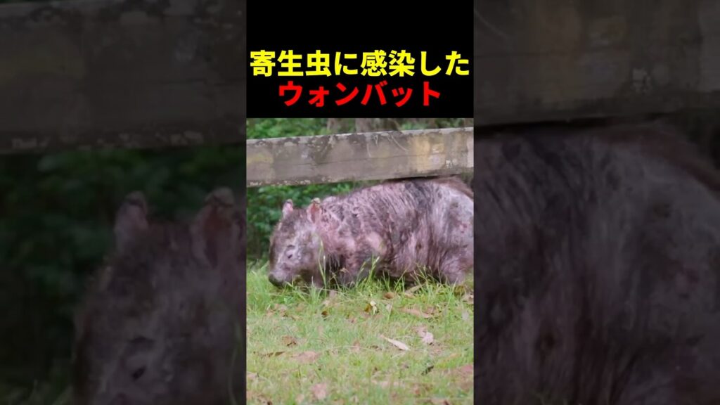 寄生虫に感染したウォンバット #動物 #ペット #かわいい #癒し #animals #ウォンバット