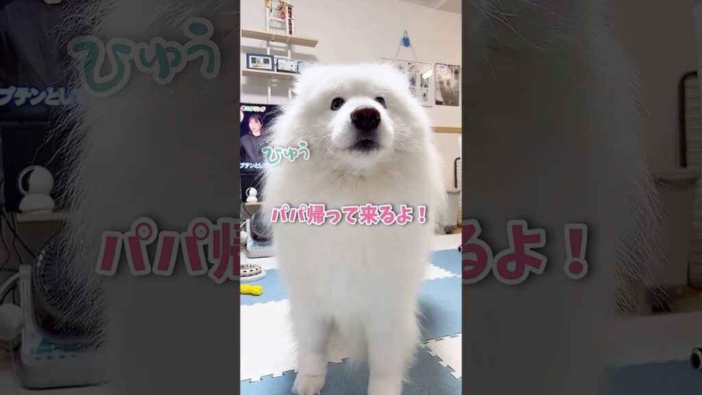 大好きなパパがプレゼントを買って帰ってきた時の大型犬の反応が可愛い！ #サモエド #samoyed #大型犬のいる生活 #癒し