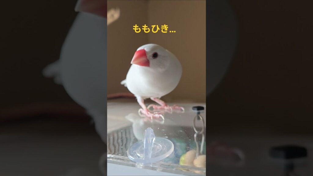 【文鳥】ももひき気になる？　　##javasparrow #かわいい #癒し