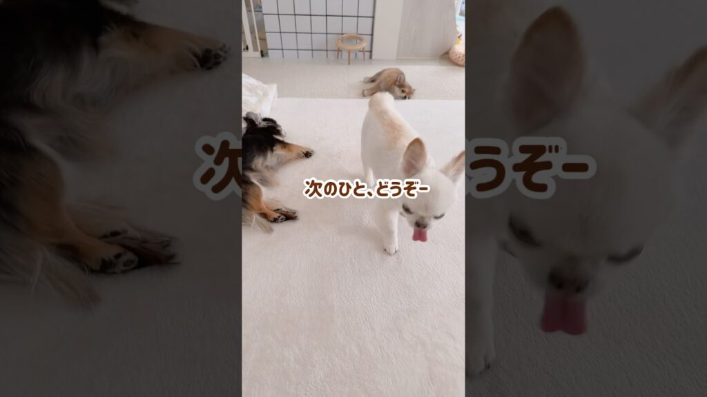 じゅんばんこ♪ #チワワ #癒し #ほのぼの