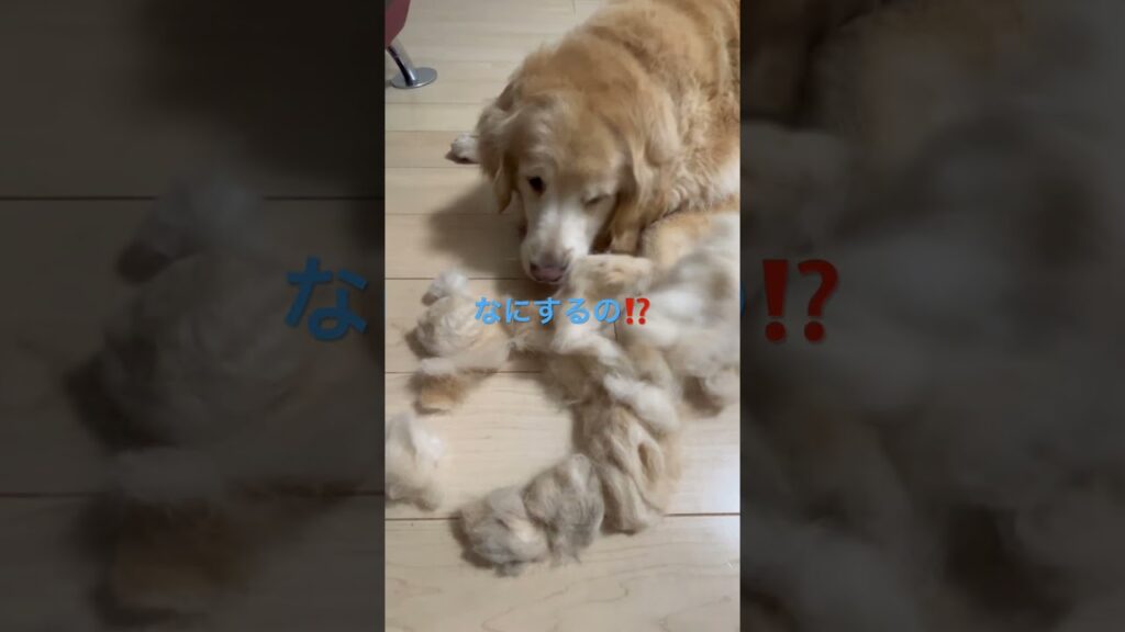 毛の収穫(^^)ゴールデンレトリーバーもっち君 #ゴールデンレトリバー #癒し #大型犬のいる生活 #愛犬 #元気になる動画 #可愛い #大型犬 #犬のいる生活 #犬のいる暮らし