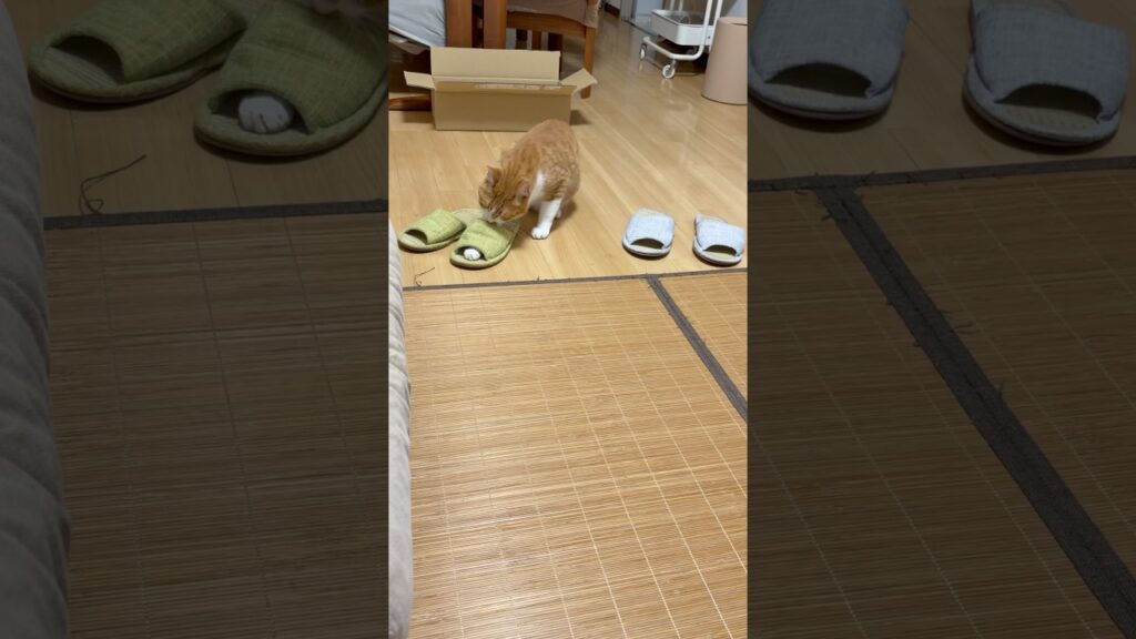臭いますか玉次郎😂#ねこ #猫 #癒し #玉ちゃん #shorts