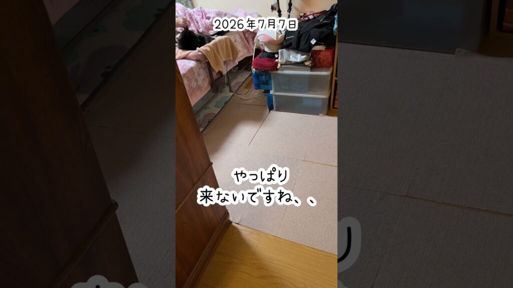 くぅちゃん召集40 #cute #kawaii #癒し #かわいい #ねこ