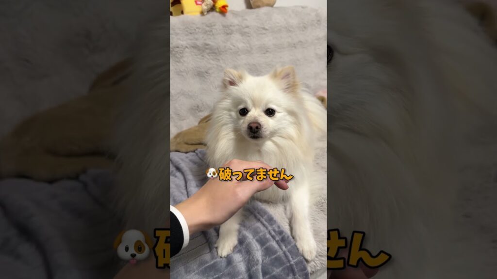 ポメラニアンと約束した結果がこれ