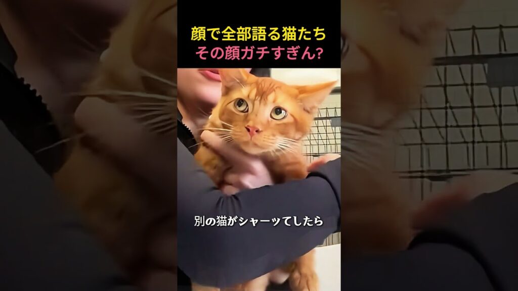 顔で全部語る猫たち