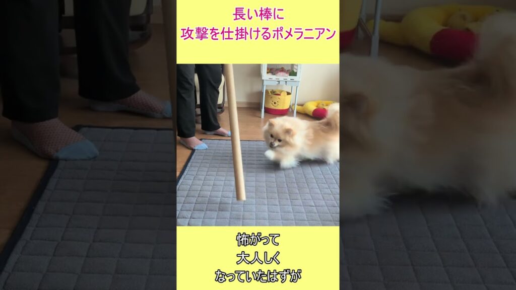 長い棒に攻撃を仕掛けるポメラニアン#shorts #ポメラニアン #ひめ #癒し #愛犬