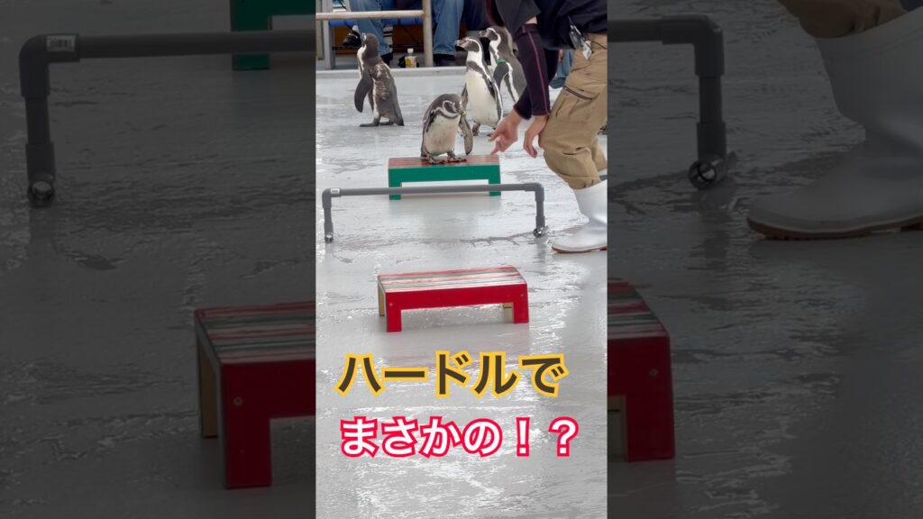 【天才】お笑いが分かっているペンギン　#shorts  #動物園  #癒し