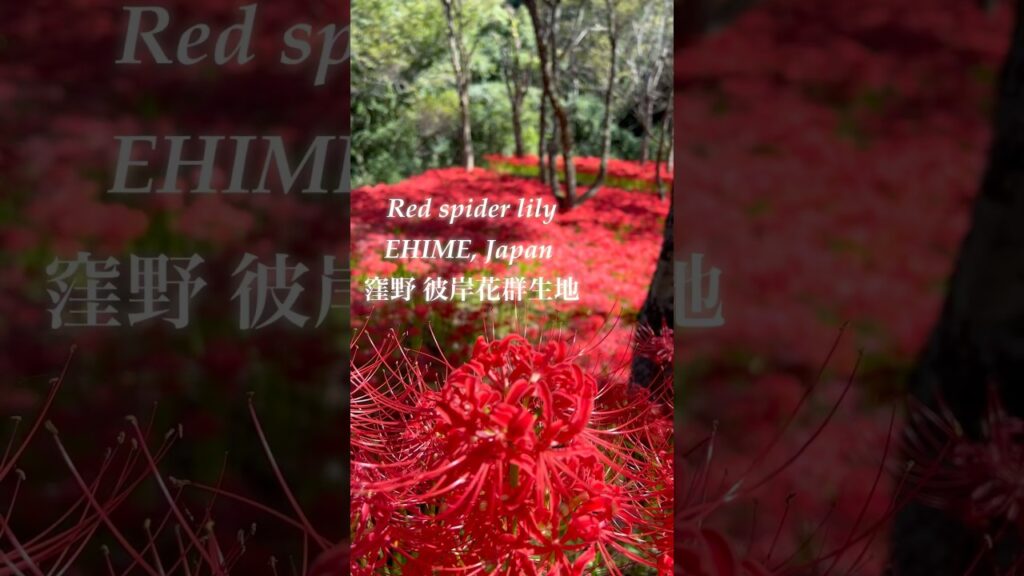 #窪野 彼岸花群生地#flowers #japan #愛媛観光 ＃彼岸花#癒し#松山