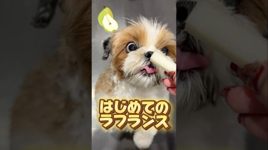 はじめてのラフランスのお味は？ #dog #shihtzu #シーズー  #癒し #犬のいる暮らし #fyp
