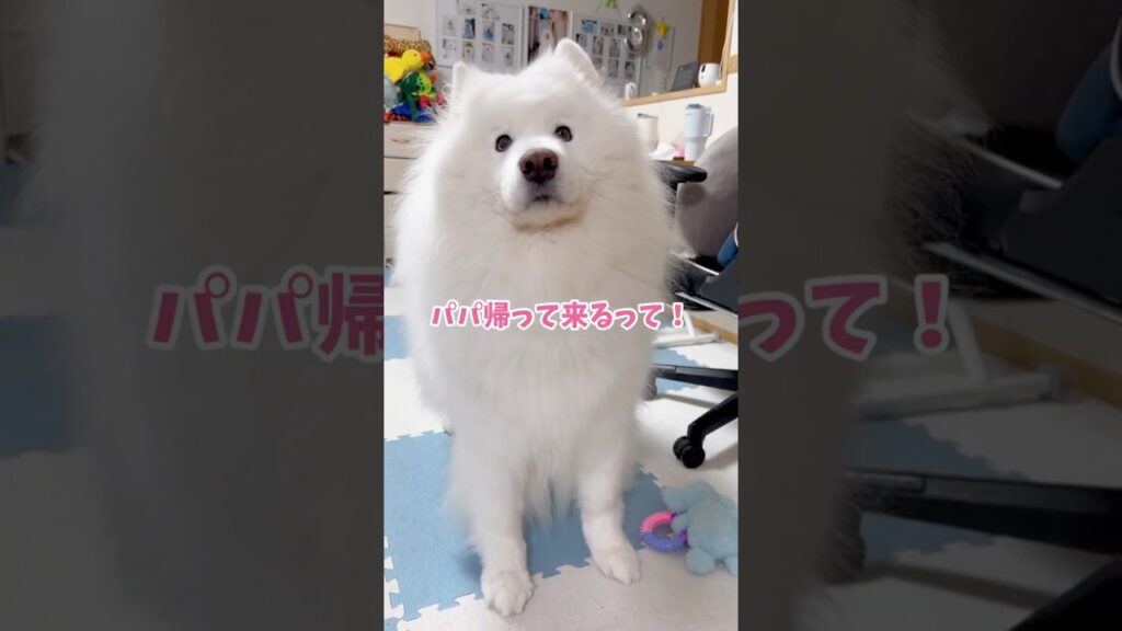 大好きなパパの帰宅を知った大型犬の反応が可愛すぎる #samoyed #サモエド #癒し