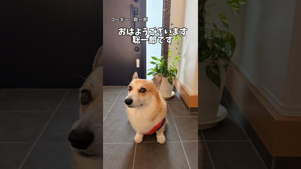 もうすぐ週末です！　今日もぼちぼちいきましょう！　　#聡一郎 #コーギー #癒しの時間 #かわいい #癒し