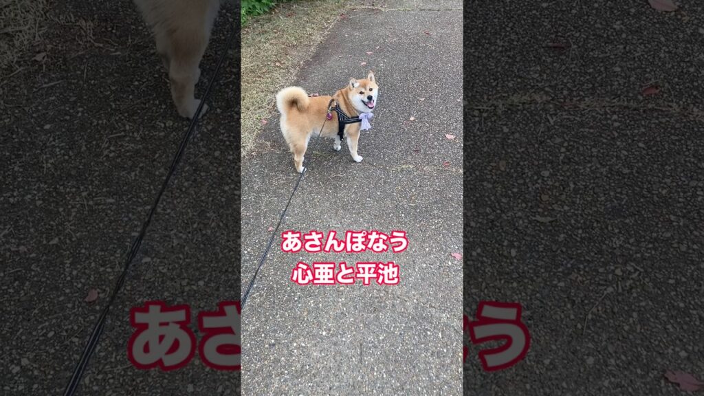#心亜 #dogsofinstagram #柴犬 #柴犬のいる暮らし #shibainu #癒し #dogshorts #かわいい犬 #cute #しばいぬ