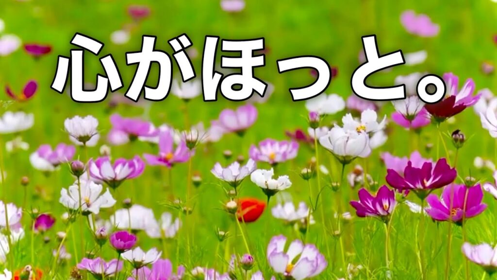 【秋の癒しBGM】心がほっと落ち着く優しい音楽｜ストレス・不安を和らげる｜睡眠・作業・勉強用